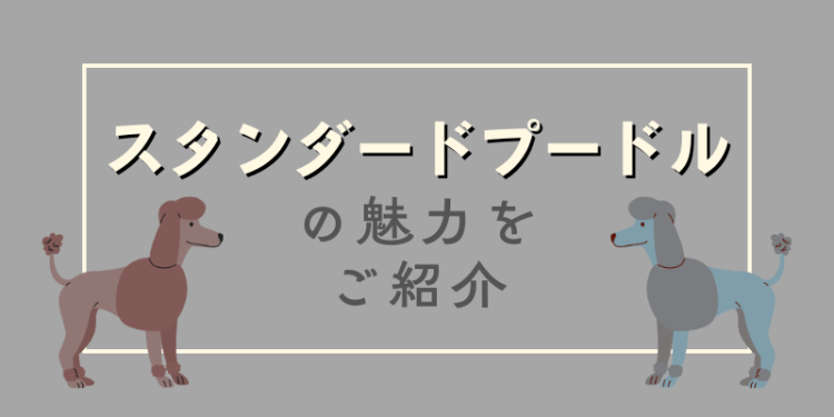 スタンダードプードルの魅力をご紹介